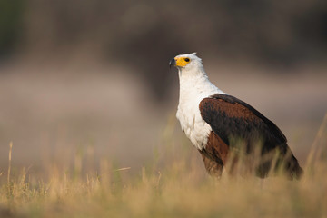 African Fish Eagle