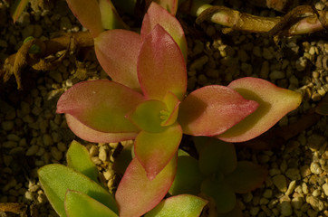 red green leaves of succulent plant