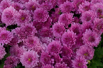 pink daisy, Chrysanthemum in autumn