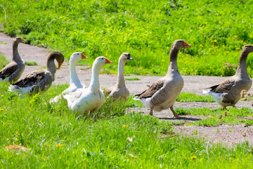 Guinea gooses outdoors.