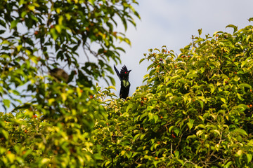 beautiful bird in nature