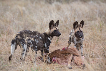 Wild Dog Pups