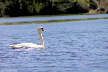 Swans swimming in a reservoir.