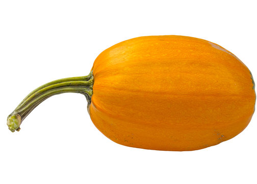 Download Free Pumpkin White Background Photos Royalty Free Images Graphics Vectors Videos Adobe Stock PSD Mockup Template