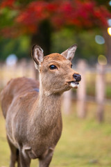 Close up of a wild deer young fawn in nature at national park