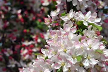 Crabapple blossoms