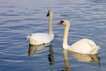 Swans swimming in a lake reservoir in  park.