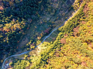 The colourful leaves