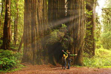 A couple admiring Redwood trees, Redwood National Park, California - obrazy, fototapety, plakaty