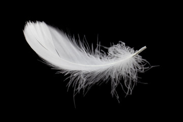 Soft single white feather isolated on black background
