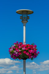 Lantern with flowers in Camaret-sur-Mer . Finister. Brittany. France