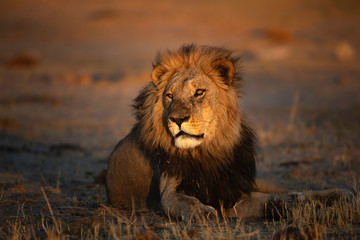 Obraz na płótnie Canvas Savuti Lion