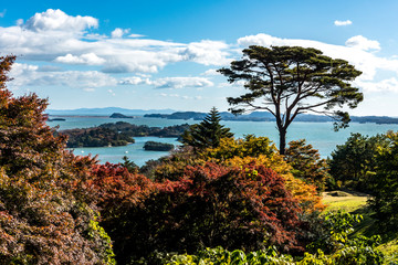 The colourful leaves