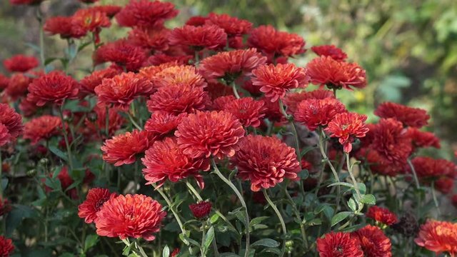 Autumn flowers are very beautiful flowers.