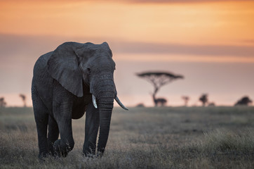 Fototapeta na wymiar Elelphant in the Serengeti