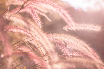 Blurry background of Feather Pennisetum, Mission grass in pink vintage tone. Concept of loneliness, feel free and release.