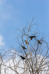 beautiful bird in nature