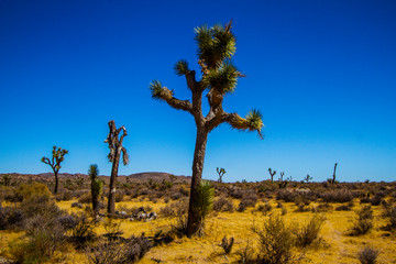 Joshua Tree