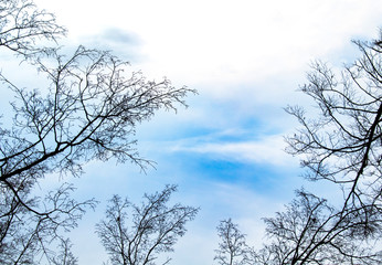 silhouette of tree with clearly blue sky. Free copy space in the middle