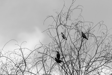 Obraz premium beautiful bird in nature