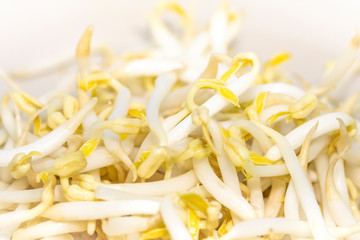 Close up of bean sprout