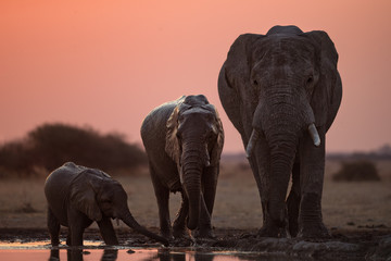 Three elephants Drinking
