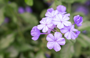Closeup beutiful purple flower in the garden, selective focus