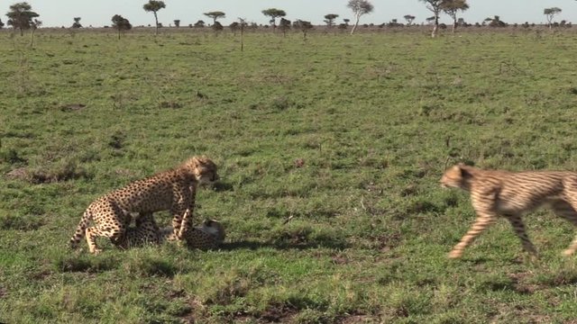 Beautiful Cheetah Cubs Playing On The Grass Under The Hot Sun In Maasai Mara Conservancy, Kenya - Wide Shot
