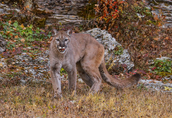 MOUNTAIN LION IN MONTANA