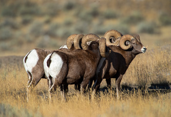 Obraz premium Big Horn Sheep
