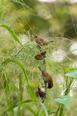 Fototapeta premium beautiful bird in nature