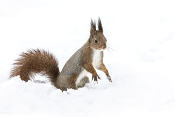 Naklejka na ściany i meble funny red squirrel sitting on white snow in park and looking to the right