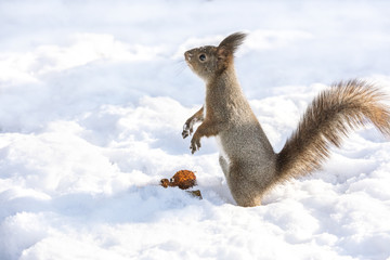 funny little red squirrel standing in white snow and looking up, closeup image