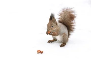 Schilderijen op glas kleine rode eekhoorn zit in het park in de sneeuw en eet noten, close-up weergave © Mr Twister