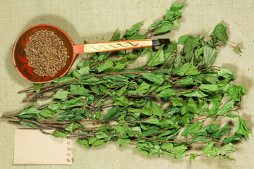 Birch. Dry plants for use in alternative medicine, phytotherapy.