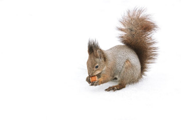 fluffy red squirrel eating nut in winter park, white snow background