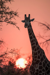 Giraffe Sunset