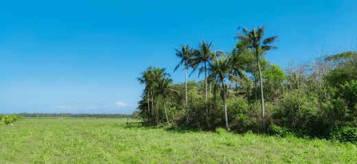 Fototapeta na wymiar coconut trees on the edge of rice fields
