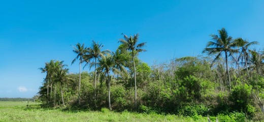 coconut trees on the edge of rice fields