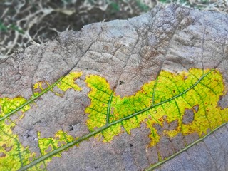 teak leaf pattern