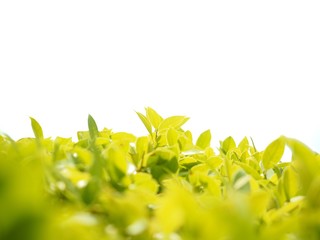 yellow spring flowers on white background