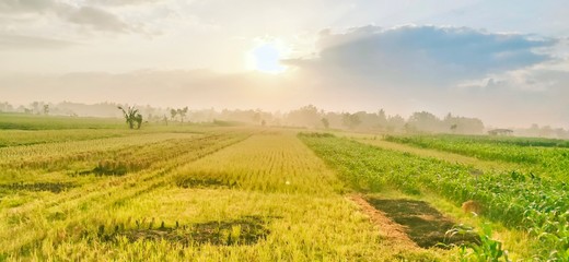 Fototapeta na wymiar rice field view