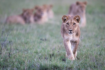 Lion cubs stalking 
