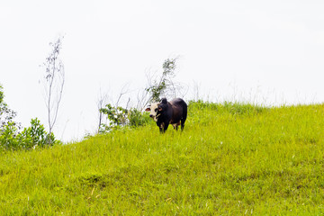 big asian cow in nature