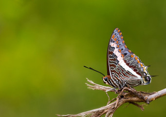 Obraz na płótnie Canvas Charayx Butterfly