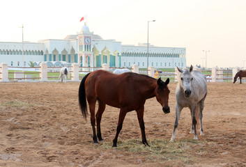 カタール　スーク・ワキーフの馬