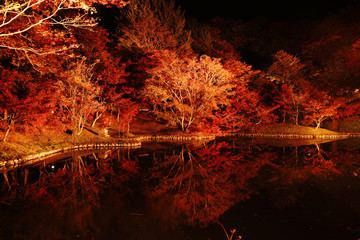 ライトアップされた紅葉が美しいゆうじゃく公園