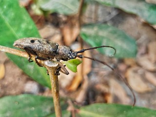 Long horn beetle (Cerambycidae)