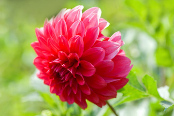 Dahlia.  One large red Dahlia on a green background in the garden. Horizontal photography