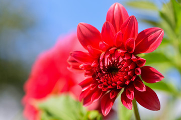 Dahlia.  Opening Dahlia flower in the garden on a Sunny day against the blue sky. Horizontal photography